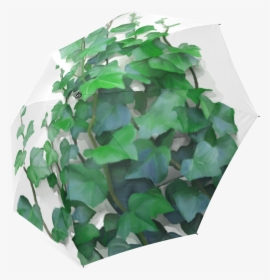 Vines, Climbing Plant Foldable Umbrella, HD Png Download, Free Download