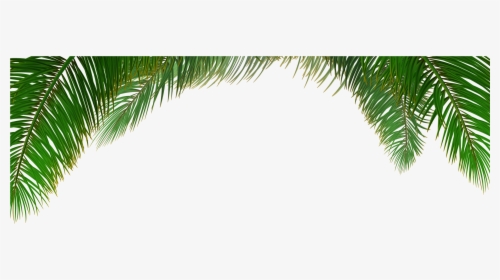 Clip Art Transparent Download Arecaceae Tree Euclidean - Palm Leaves Vector Png, Png Download, Free Download