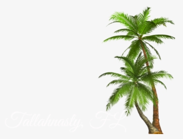 Transparent Palm Tree Png , Png Download - Transparent Background Palm Tree Png, Png Download, Free Download