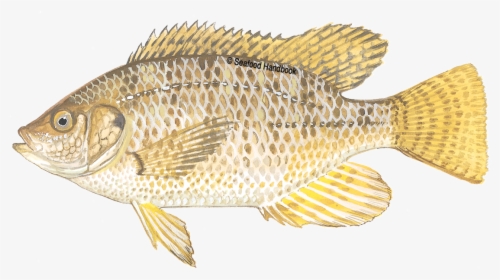 Tilapia - Gray Snapper, HD Png Download, Free Download