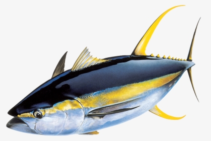 Image - Yellowfin Tuna Png, Transparent Png, Free Download
