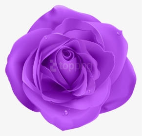 Blue Rose Png, Transparent Png, Free Download