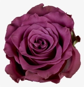 Transparent Purple Roses Png - Garden Roses, Png Download, Free Download