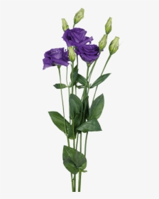 Purple Lisianthus, HD Png Download, Free Download