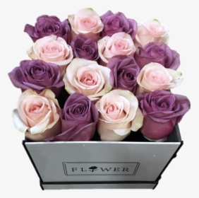 Pink And Purple Haven - Garden Roses, HD Png Download, Free Download