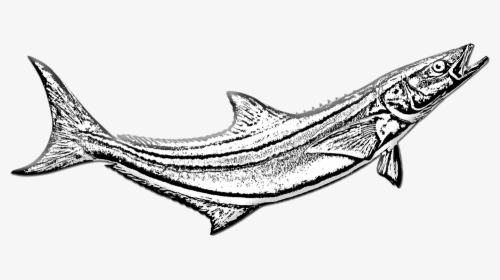 Cobia Fish, Game Fishing, Sea, Angling, Ocean, Marine - Billfish, HD Png Download, Free Download