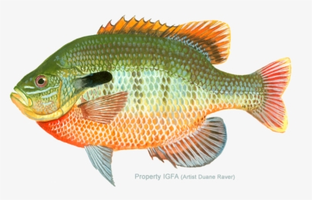 Bluegill Drawing Ocean Fish - Redbreast Sunfish Transparent, HD Png Download, Free Download