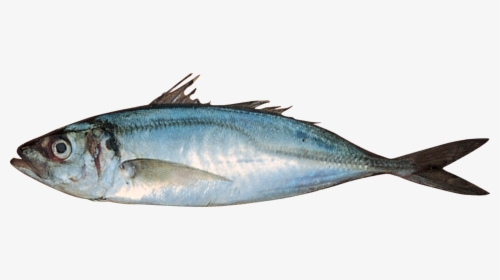 Horse Mackerel Fish, HD Png Download, Free Download