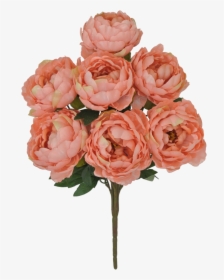 22 - Rosa × Centifolia, HD Png Download, Free Download