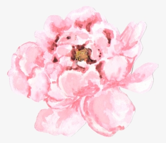 Png Pale Pink Peonies Transparent , Png Download - Watercolor Peonies Png, Png Download, Free Download