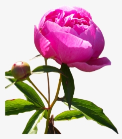 Peonies Png Hd - Peony Flower Png Hd, Transparent Png, Free Download