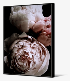 Common Peony, HD Png Download, Free Download