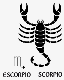 Zodiac Signs Symbols Scorpio, HD Png Download, Free Download