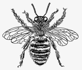 Honey Bee Black And White, HD Png Download, Free Download