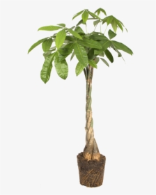 Money Tree - Elho White B.for Soft Round Flowerpot, HD Png Download, Free Download
