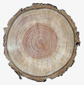 Tree Cross Section Png, Transparent Png, Free Download