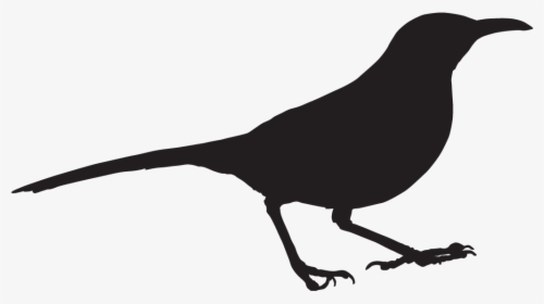 Thrasher Bird Outline - Perching Bird, HD Png Download, Free Download
