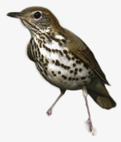 Thrush Png Image - Thrush Png, Transparent Png, Free Download