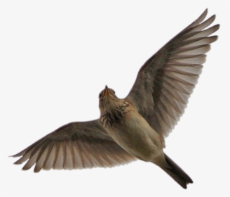 Flying Skylark - Skylark Flying Png, Transparent Png, Free Download