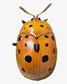 Mexican Bean Beetles - Ladybug, HD Png Download, Free Download