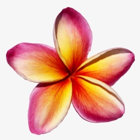 Frangipani - Plumeria Maui Rainbow, HD Png Download, Free Download