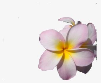 Pictures V - Frangipani, HD Png Download, Free Download