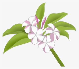 Pink,plant,flora - Gambar Bunga Kamboja Png, Transparent Png, Free Download