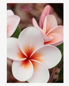 Beautiful Hawaiian Flowers, HD Png Download, Free Download