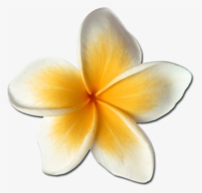#plumeria #hawaiianflowers #hawaiianstyle #hawaiianlife - Frangipani, HD Png Download, Free Download