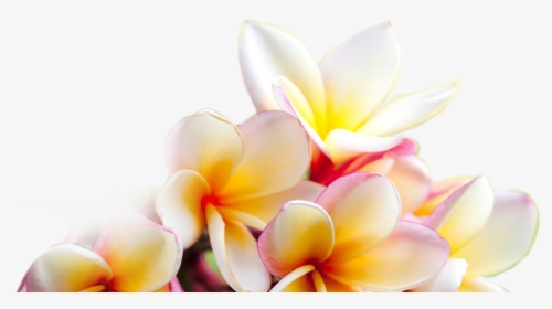 transparent plumeria png free background plumeria png download kindpng background plumeria png download