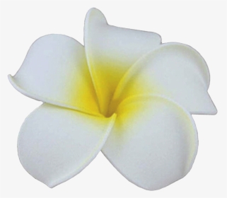 White Hawaiian Hair Flowers Cheap, HD Png Download, Free Download