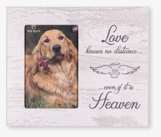 Love Knows No Distance"  Class= - Golden Retriever, HD Png Download, Free Download