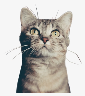 #catsofpicsart #cat #eyes #whiskers #petsandanimals - Cat, HD Png Download, Free Download