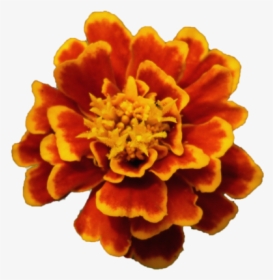 Flor Amapola Png Flower Png By Malkarma-d50qp7m - Portable Network Graphics, Transparent Png, Free Download