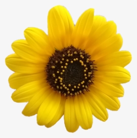 Yellow Flower Aesthetic Png, Transparent Png, Free Download