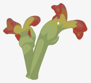 Canna Lily, HD Png Download, Free Download