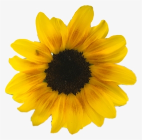 Daisy Png Overlay - Yellow Sunflower White Background, Transparent Png, Free Download