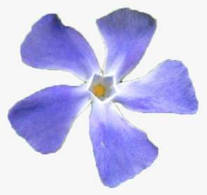 Periwinkle, HD Png Download, Free Download