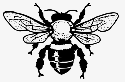 Honey Bee Black And White Clipart , Png Download - Free Bee Clipart Black And White, Transparent Png, Free Download