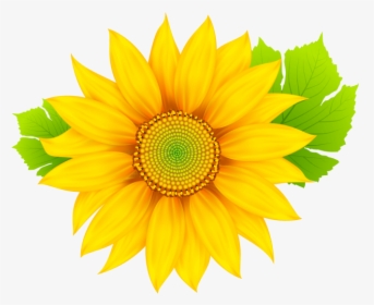 Transparent Flower Clipart Png - Sunflowers Images Free Download, Png Download, Free Download