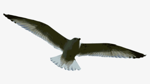 Graphic Transparent Stock Seagulls Drawing Seabird - Gulls, HD Png Download, Free Download