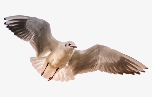 Gull, Sea, Bird, Wing - Birds Flying Towards You, HD Png Download, Free Download