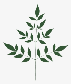 Leave, Fern, Nature, Tranparent, Green - Illustration, HD Png Download, Free Download