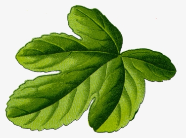 Fig Leaf - Fig Leaf Transparent Background, HD Png Download, Free Download