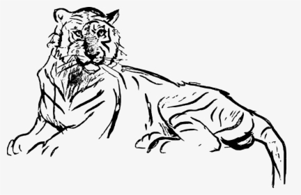 Chalk Out, Sketch, Art, Drawing, Tiger, Safari - Gambar Sketsa Harimau Keren, HD Png Download, Free Download