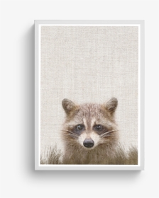 Racoon 2"  Class="lazyload Lazyload Fade In Cloudzoom - Procyon, HD Png Download, Free Download