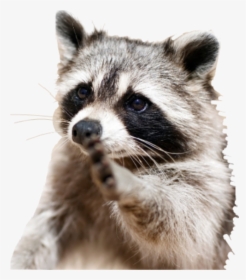 Clip Art Pictures Of Racoons - Raccoon Free Stock, HD Png Download, Free Download