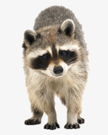 Raccoon Cuteness Icon - Transparent Raccoon, HD Png Download, Free Download