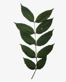 Real Leaves Close Cut, HD Png Download, Free Download