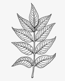 Ash, Plant, Leaves, Tree, Branch, Botany - Drawing Of Curry Leaves, HD Png Download, Free Download